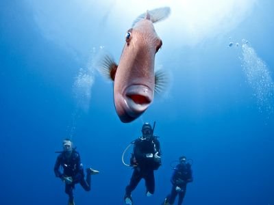 SCUBA Diving in Madeira with fish