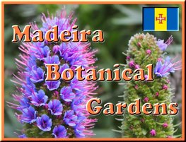 Madeira Fun Activities - Botanical Gardens - Pride of Madeira