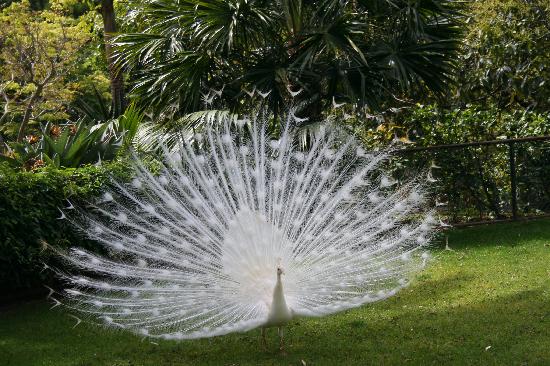 Peacock in Loiro Bird Park
