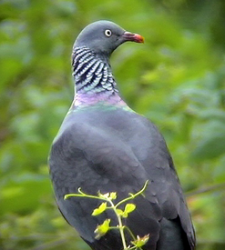 Trocaz Pigeon - Madeira