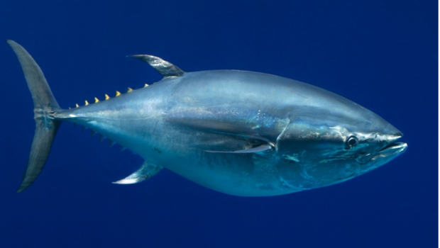 BIG GAME FISHING - Madeira (Bluefin Tuna Picture)