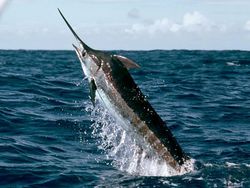 BIG GAME FISHING - Madeira (Blue Marlin)