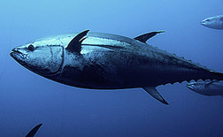 BIG GAME FISHING - Madeira (Big Eye Tuna Picture)