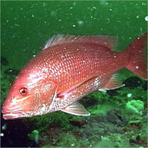 BIG GAME FISHING - Madeira (Red Snapper Picture)